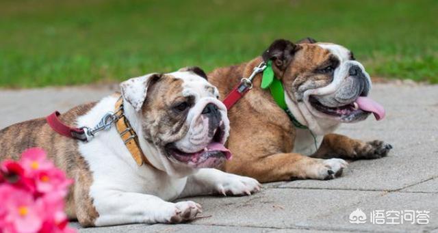 英格兰斗牛犬图片:英国斗牛犬打得过狼狗吗？ 英格兰斗牛犬图片及价格