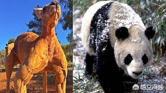 澳洲野犬分布在中国:澳洲国宝袋鼠和我国国宝大熊猫打架，谁更厉害？有何依据？