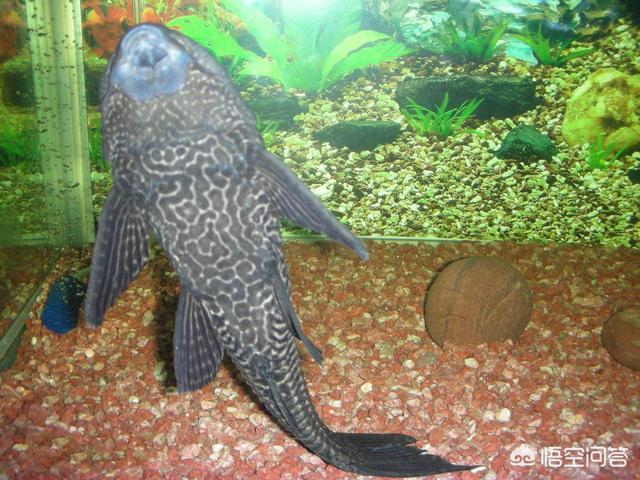 热带鱼养什么鱼吃鱼屎:八零鱼缸养孔雀鱼，需要养清道夫吗？
