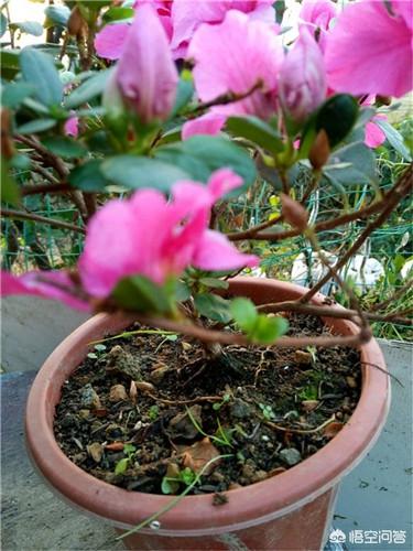 头条问答 在花店买的杜鹃花 用花店的土移植大盆 五天了 蔫了 解决办法有什么 12个回答