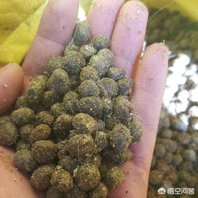 兔粪含肥量:兔粪适合用做莲藕的肥料吗？