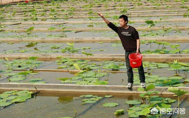 兔粪含肥量:兔粪适合用做莲藕的肥料吗？