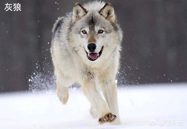 狗和狼的DNA一样吗？插图23