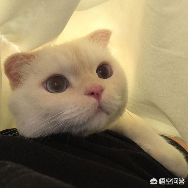 吃生牛肉对猫有好处吗？-头条问答
