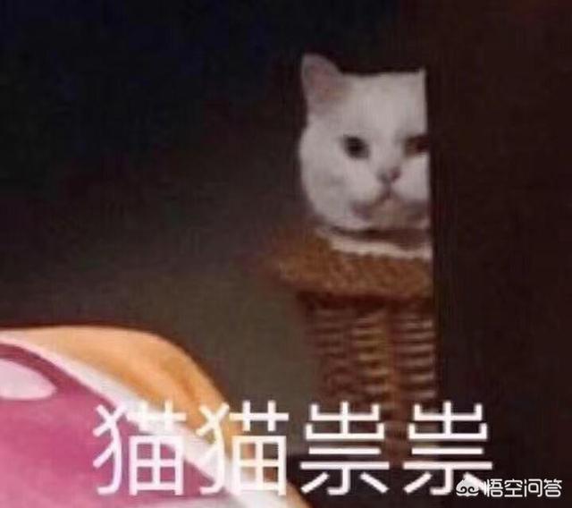 go猫粮的猫不吃:猫不愿意吃好的猫粮怎么办？