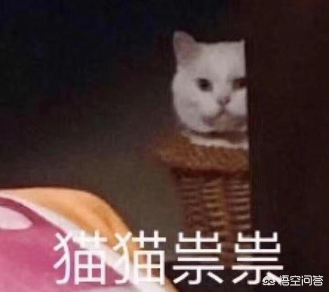 ciao猫零食是毒粮吗:为什么我的狸花猫吃猫粮后就不吃别的东西了？长期只吃猫粮行吗？