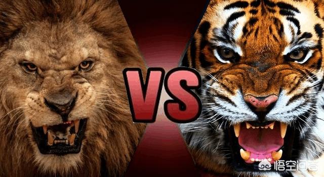 藏獒与狮子打架是:雄性孟加拉虎能否打得过非洲雄狮？