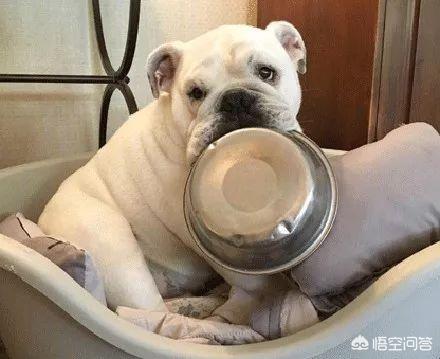 法斗宠物餐具:法国斗牛犬会很难饲养吗，要注意什么？