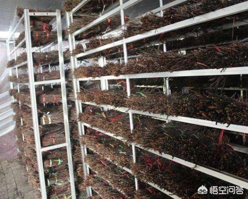 怎样养牛头犬蚁:蚂蚁在哪些阶段会危害金蝉，我们又该如何预防？