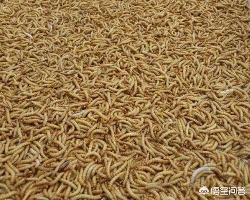十堰有养黄粉虫的吗:冬季养殖黄粉虫，该如何进行管理？