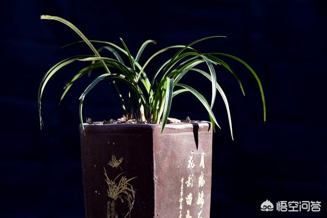 宿根兰花鼠尾草高度:刚种植的兰花要不要透水？为什么？