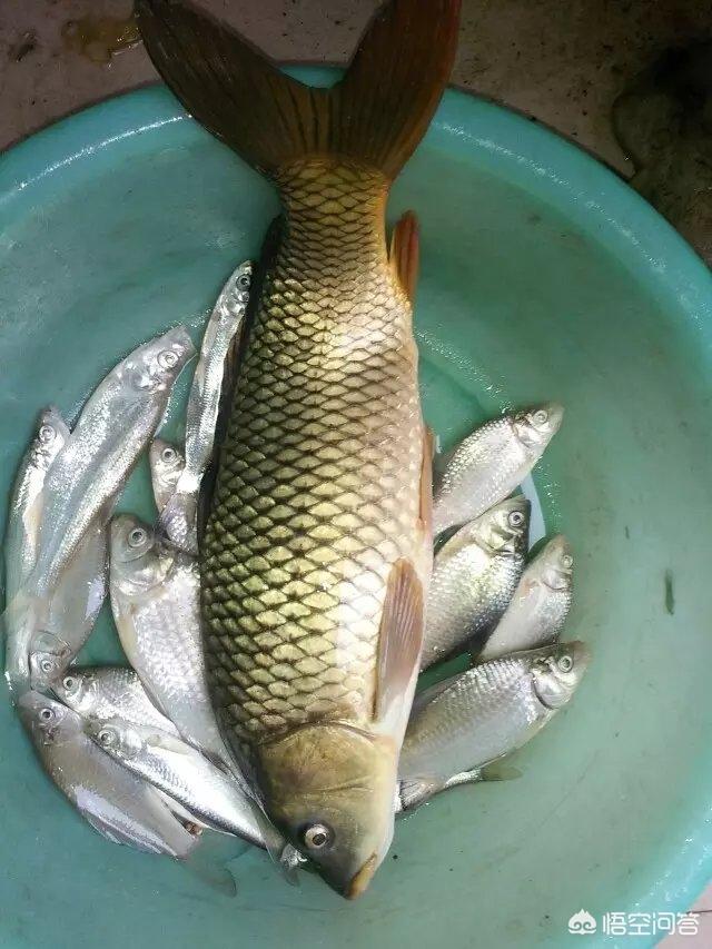 头条问答 - 打窝有昂刺鱼鲫鱼来吗?(五瓶江湖的回答,0赞)