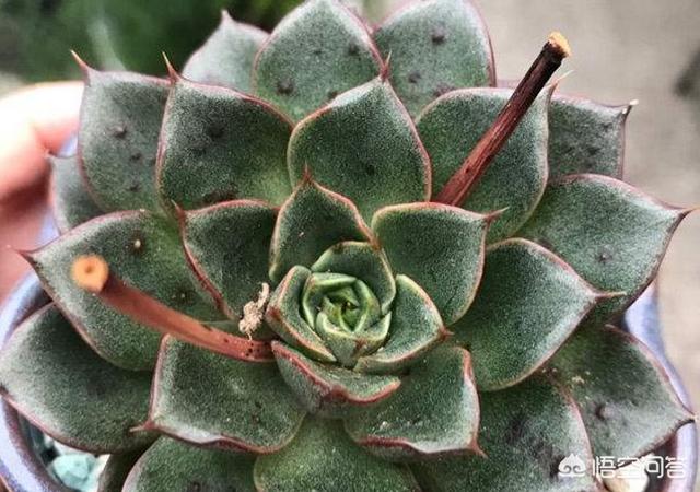 多肉景天科长生草属有哪些植物:多肉长的几种斑该怎么区分呢？