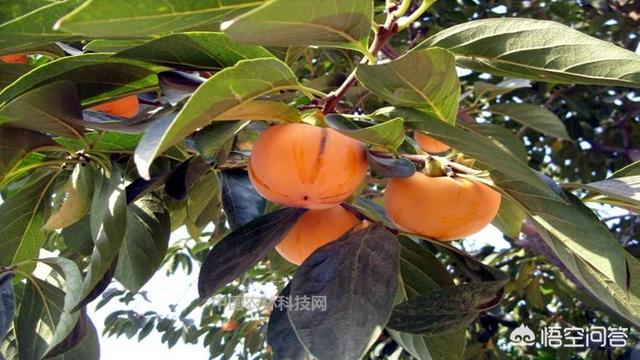 火焰乌贼柿饼:种柿子，晒柿饼，什么品种好？