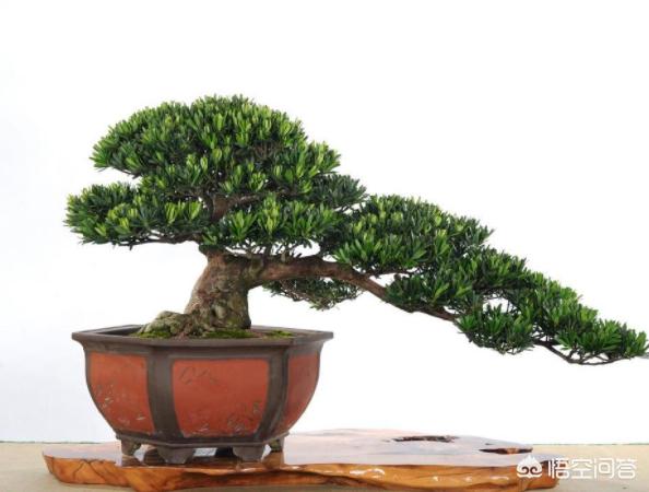 罗汉松:河沙土上能栽罗汉松吗？怎么样？