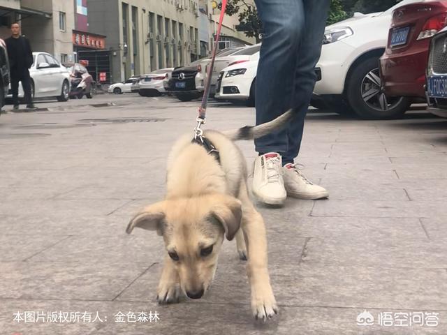 牵犬师培训手册电子档:遛狗需要带上什么东西？怎么做好？