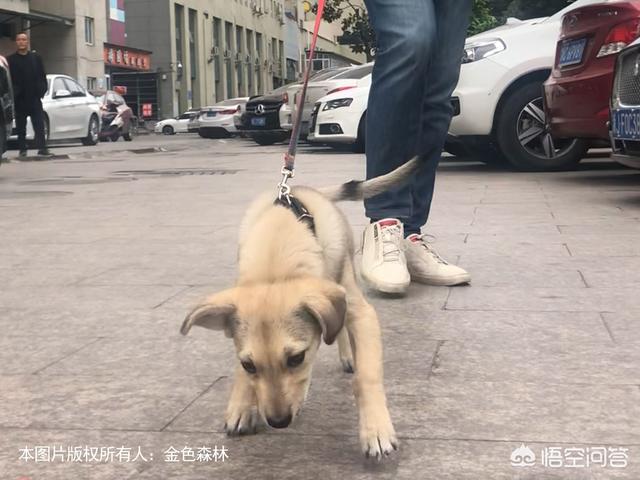 下雨天怎么遛狗，下雨天不能遛狗怎么办，在家里能做什么