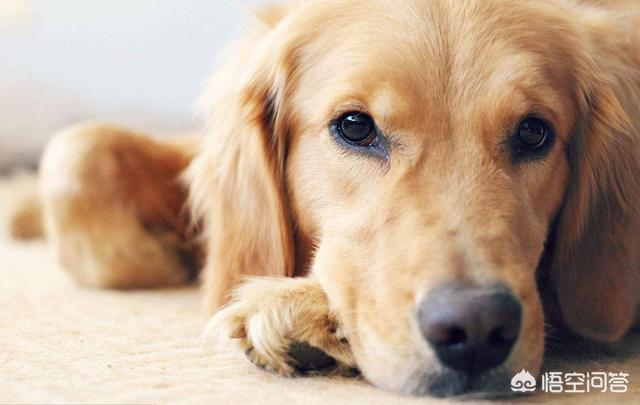 法斗犬能坐飞机吗:有哪些狗狗是不能带上飞机的？带狗狗上飞机需要注意什么？