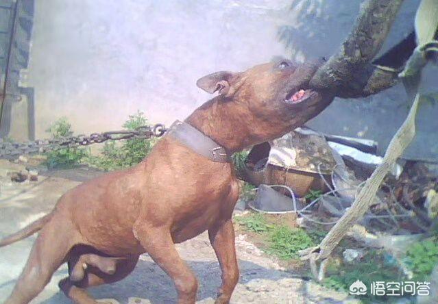 法斗犬能坐飞机吗:有哪些狗狗是不能带上飞机的？带狗狗上飞机需要注意什么？