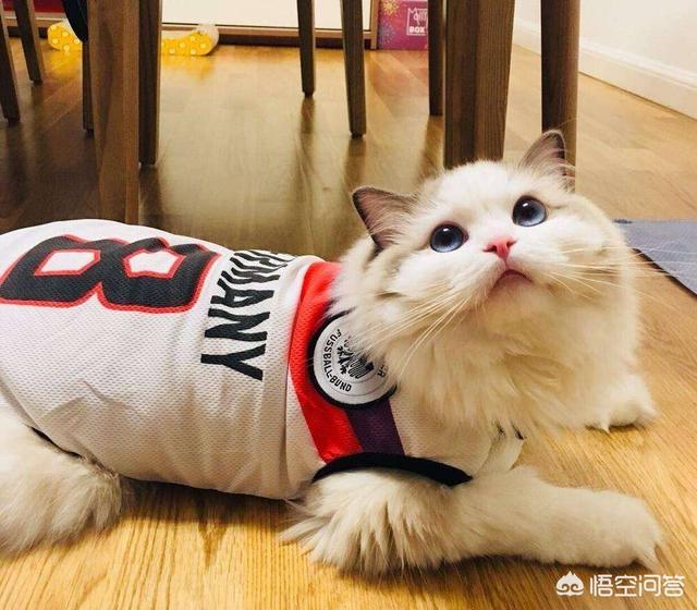 布偶猫吧的人有病:为什么我的猫在猫舍好好的一到家就得病？