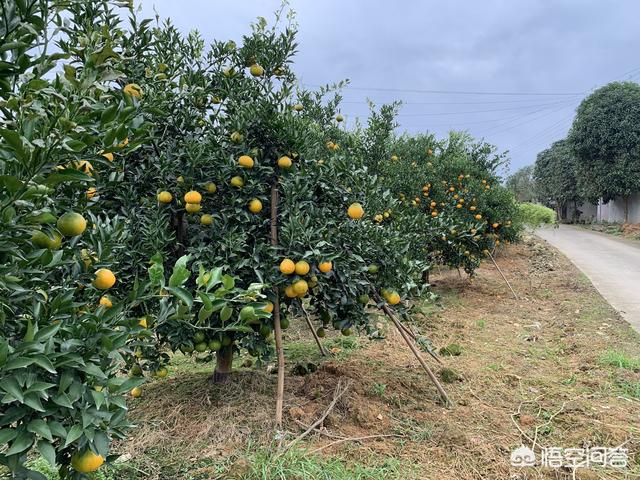 柑橘锈壁虱:柑橘锈壁虱用什么药防治 天气逐渐回暖，柑橘病虫害开始泛滥，如何提前做好防治工作？