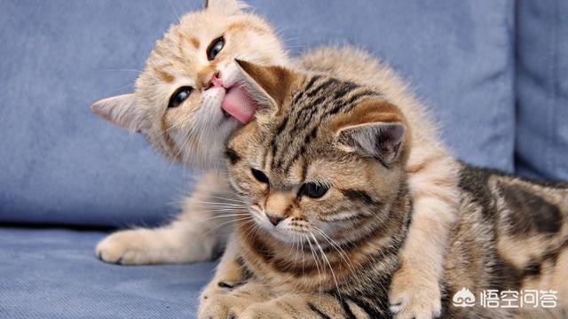 猫的品种及价格:养一只猫最少花费得多少，什么品种比较好？