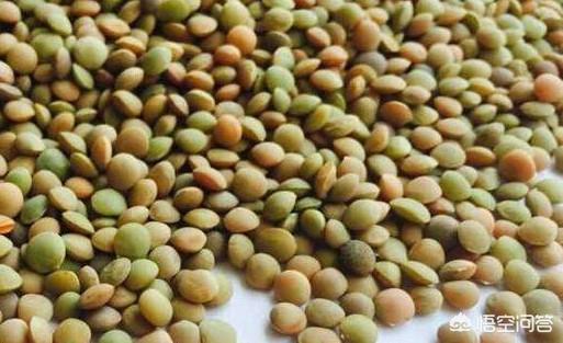 头条问答 猫耳朵扁豆怎么种植 老黑测游戏的回答 0赞