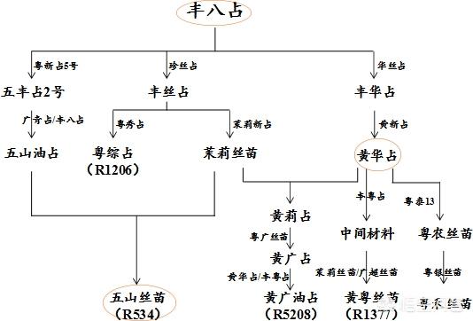 荃优822水稻和晶两优534水稻做的米饭哪个好吃为什么