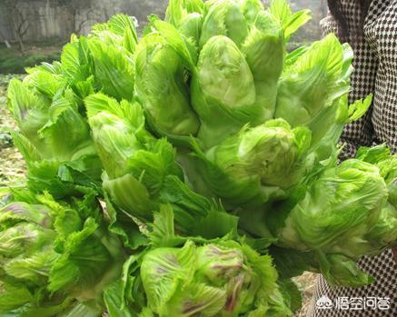 多仔菜炒肉怎么做?-百科网