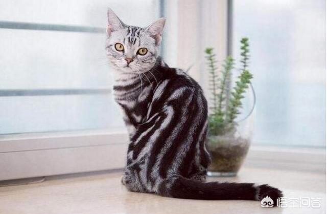 美国短毛猫图片:选纯种猫你是选英国短毛猫还是美国短毛猫、还是布偶猫呢？