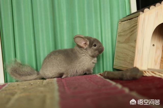 宫崎骏 小龙猫:龙猫，真的是一部恐怖动漫吗？ 宫崎骏小龙猫白色
