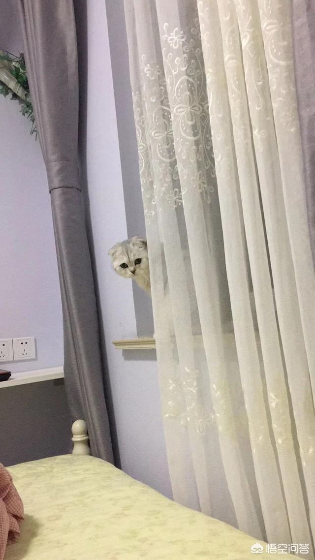 松鼠猴智商:成年猫的智商相当于人的几岁？