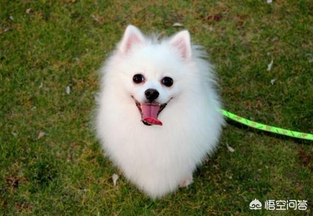 纯种博美犬好养吗:头条里有家里养着博美的吗？需要详细了解下，博美好养嘛？