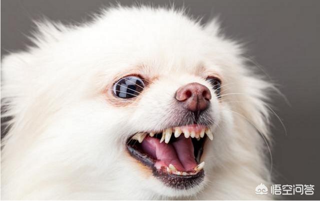 纯种博美犬好养吗:头条里有家里养着博美的吗？需要详细了解下，博美好养嘛？