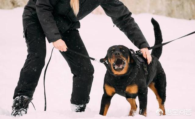 十大猛犬排行:犬界中，咬合力最厉害的前10名都有谁？