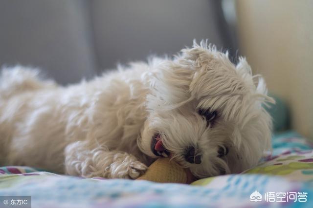 比熊犬好养吗?比熊有哪些优缺点:饲养比熊犬有什么事情是对它不好的？