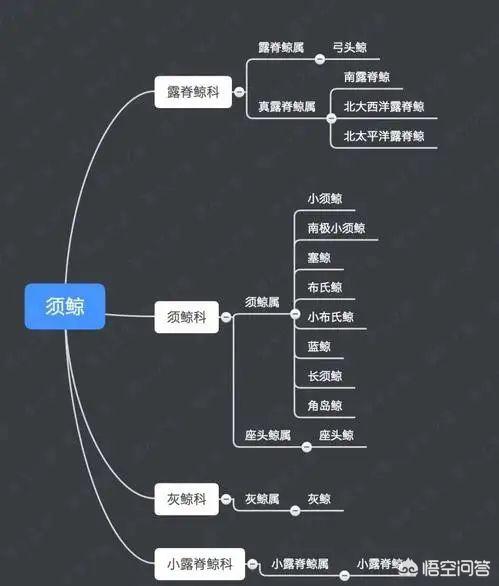 须鲸的资料:最大的鲸是蓝鲸，那么第二大的鲸是哪种？