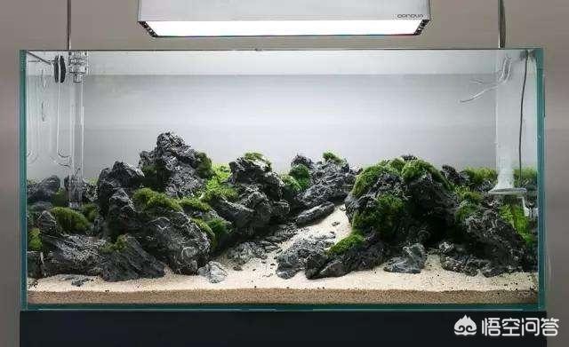 水草造景:水草缸怎样合理造景配阴性水草，有什么好建议吗？