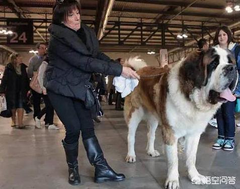 在汪届，寿命很短的有哪几种狗狗？拉布拉多也在榜上吗？