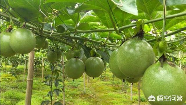 头条问答 百香果园怎样用石灰杀菌 13个回答