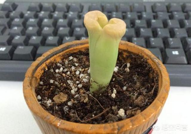 石花长什么样子图片,生石花三年后还能长大吗？