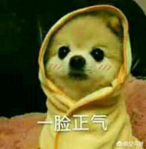 博美犬怎么养:养博美犬有什么注意事项？