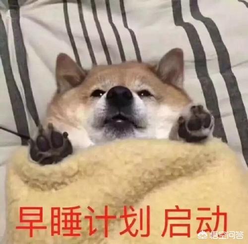 三个月的比熊好养吗?:比熊犬3个月大，放在笼子里经常叫怎么办？