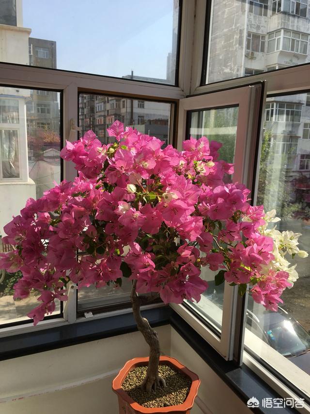 花卉隔着玻璃晒太阳:在室内养的花什么花需要一段就拿出去晒晒太阳？