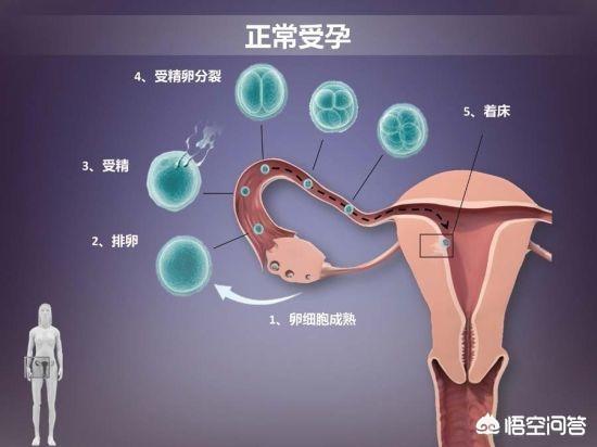 怎么会怀上孩子(怎么会怀上孩子的重要部位)