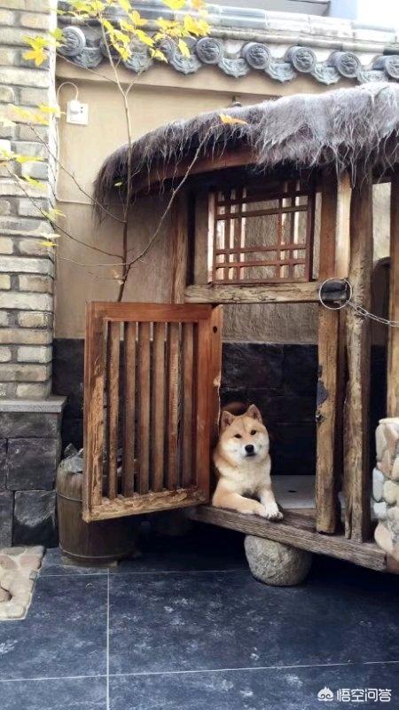 中华田园犬图片简笔画:中华田园犬“土狗”，长大了是什么样子？