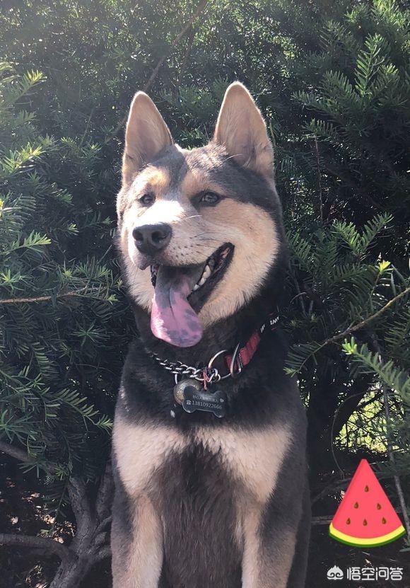 中华田园犬图片简笔画:中华田园犬“土狗”，长大了是什么样子？