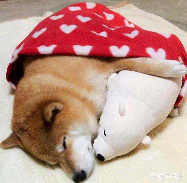 狗狗101柴犬训练:柴犬性格这么固执，应该怎么去训练比较好？