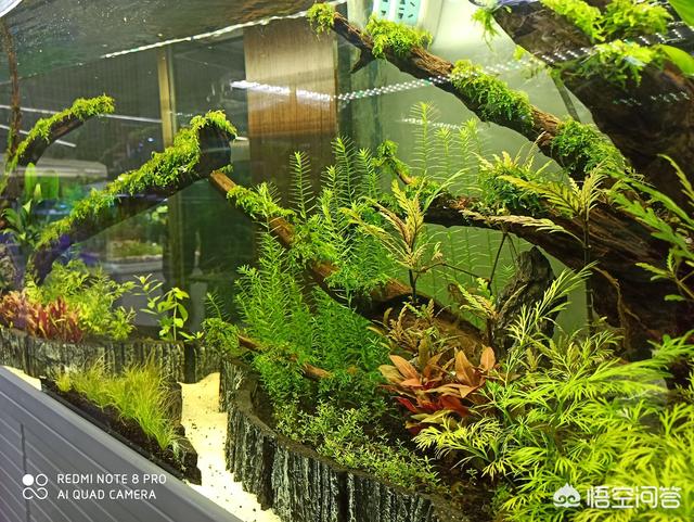 1.5米水草造景:想买个1.5米的成套鱼缸大神们给个意见？