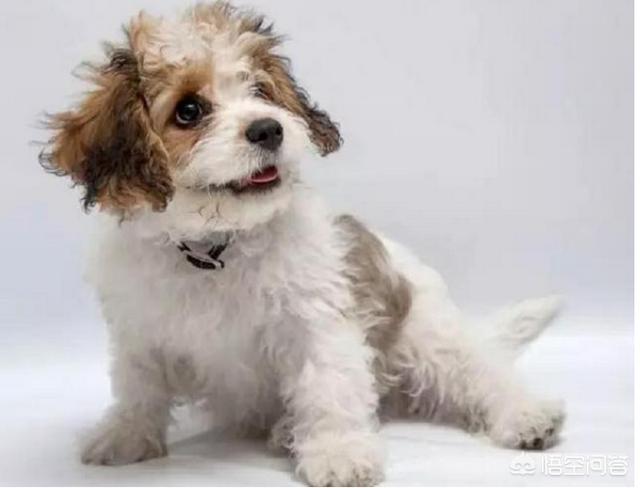 查理士王小猎犬图片小时候:这只小狗是什么品种？品相如何？